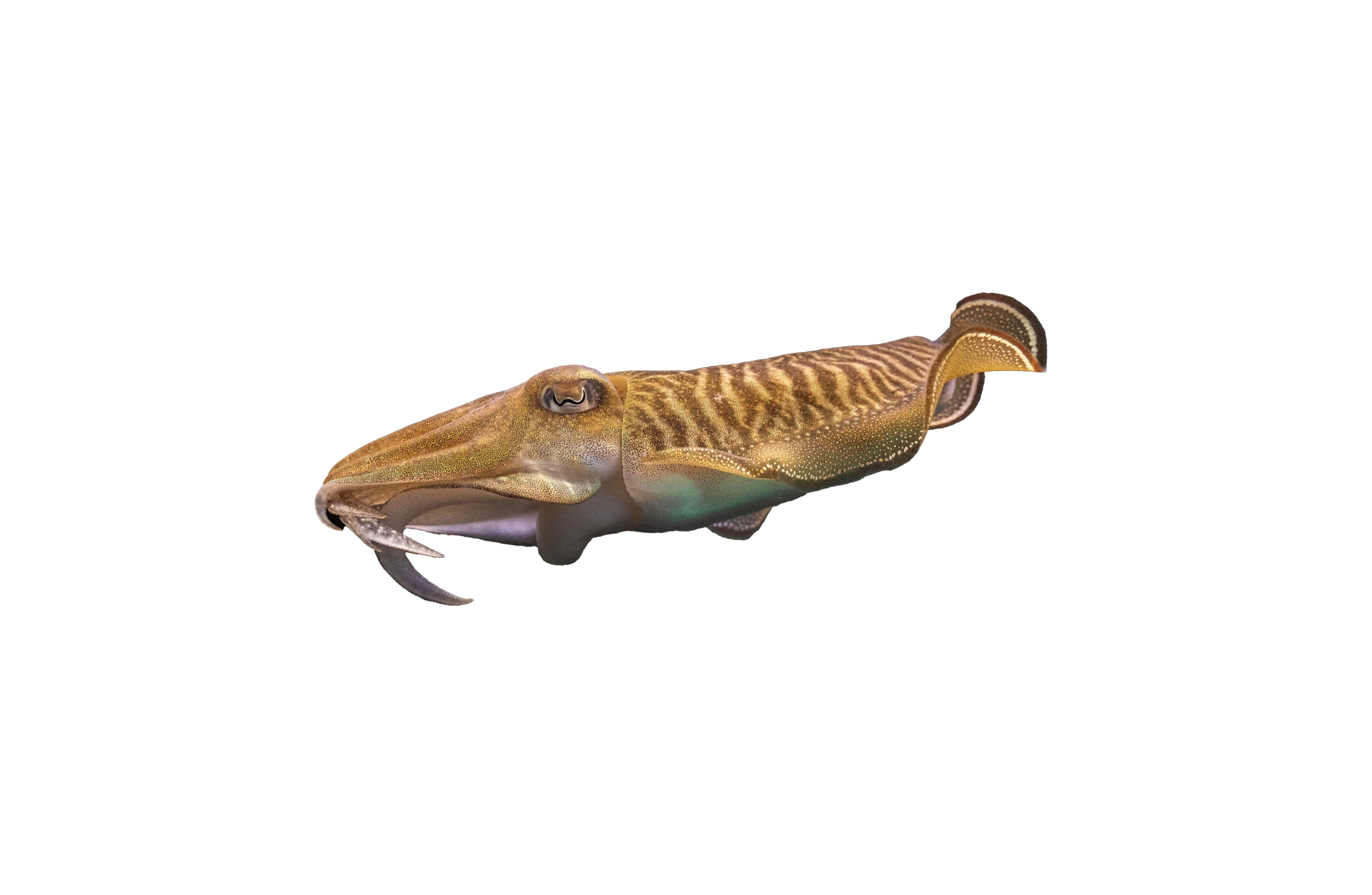 Sepia Sepia
