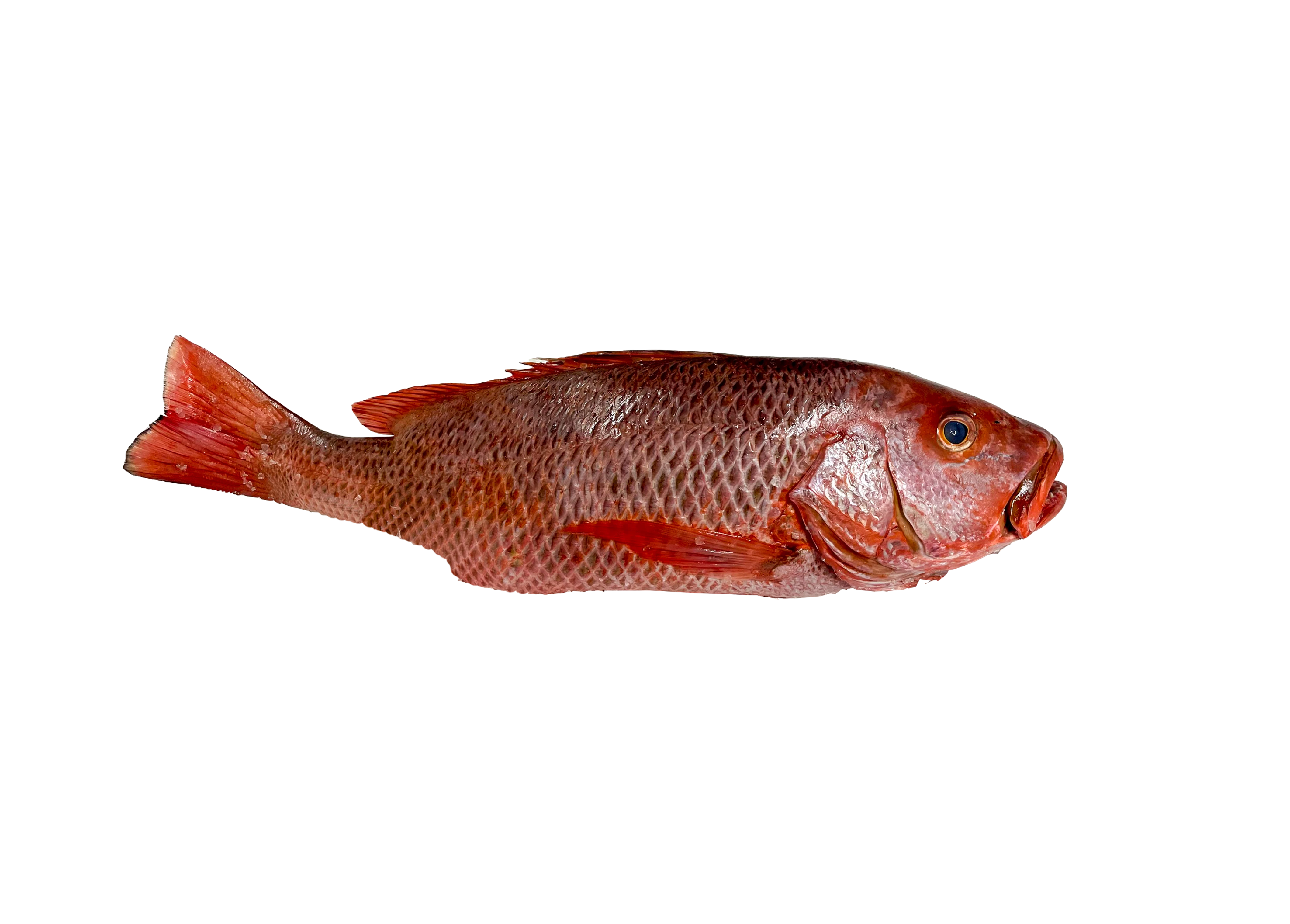 Red Snapper Red Snapper