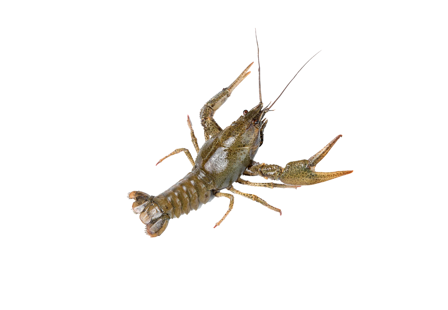Flußkrebs Flußkrebs