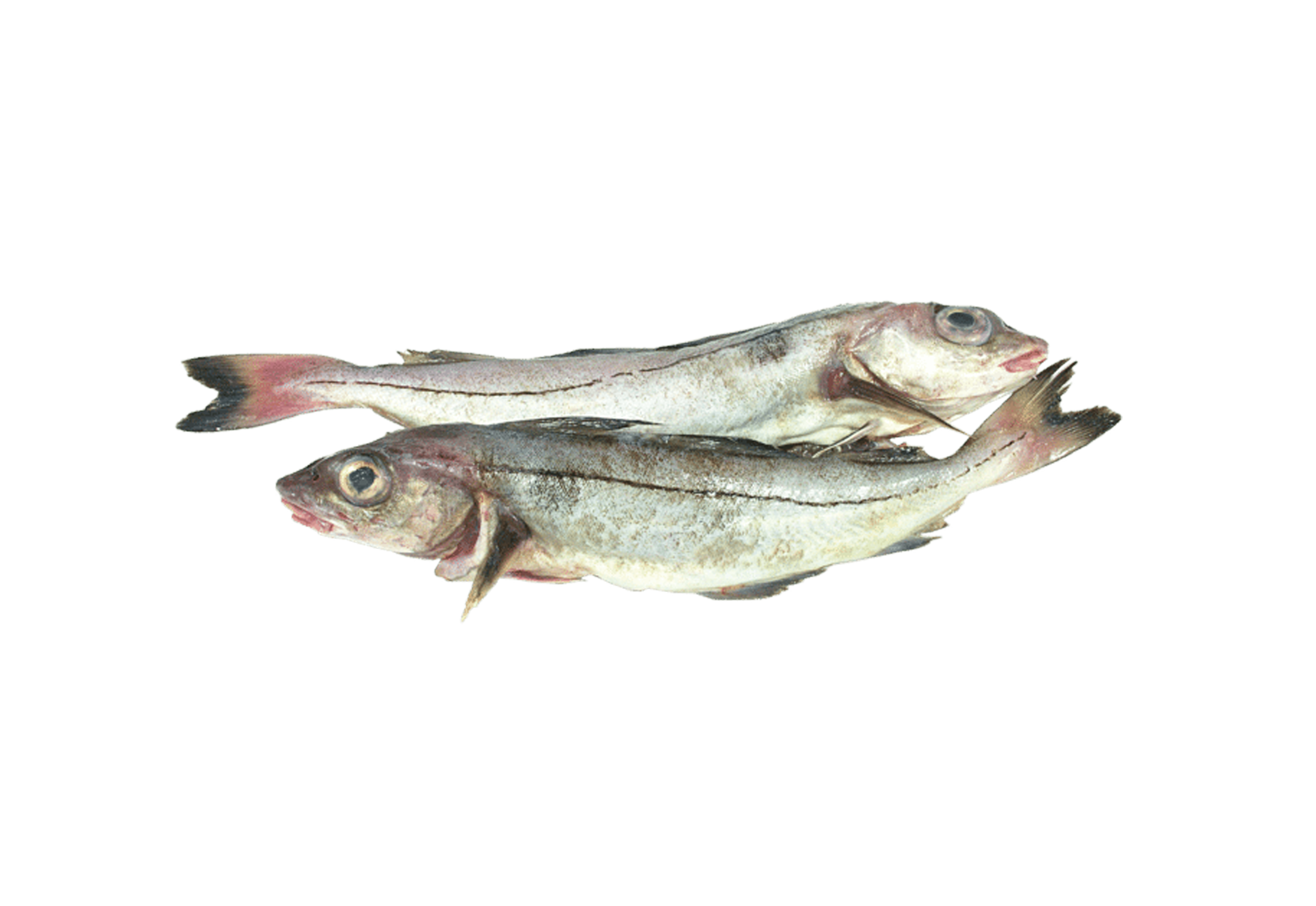 Schellfisch