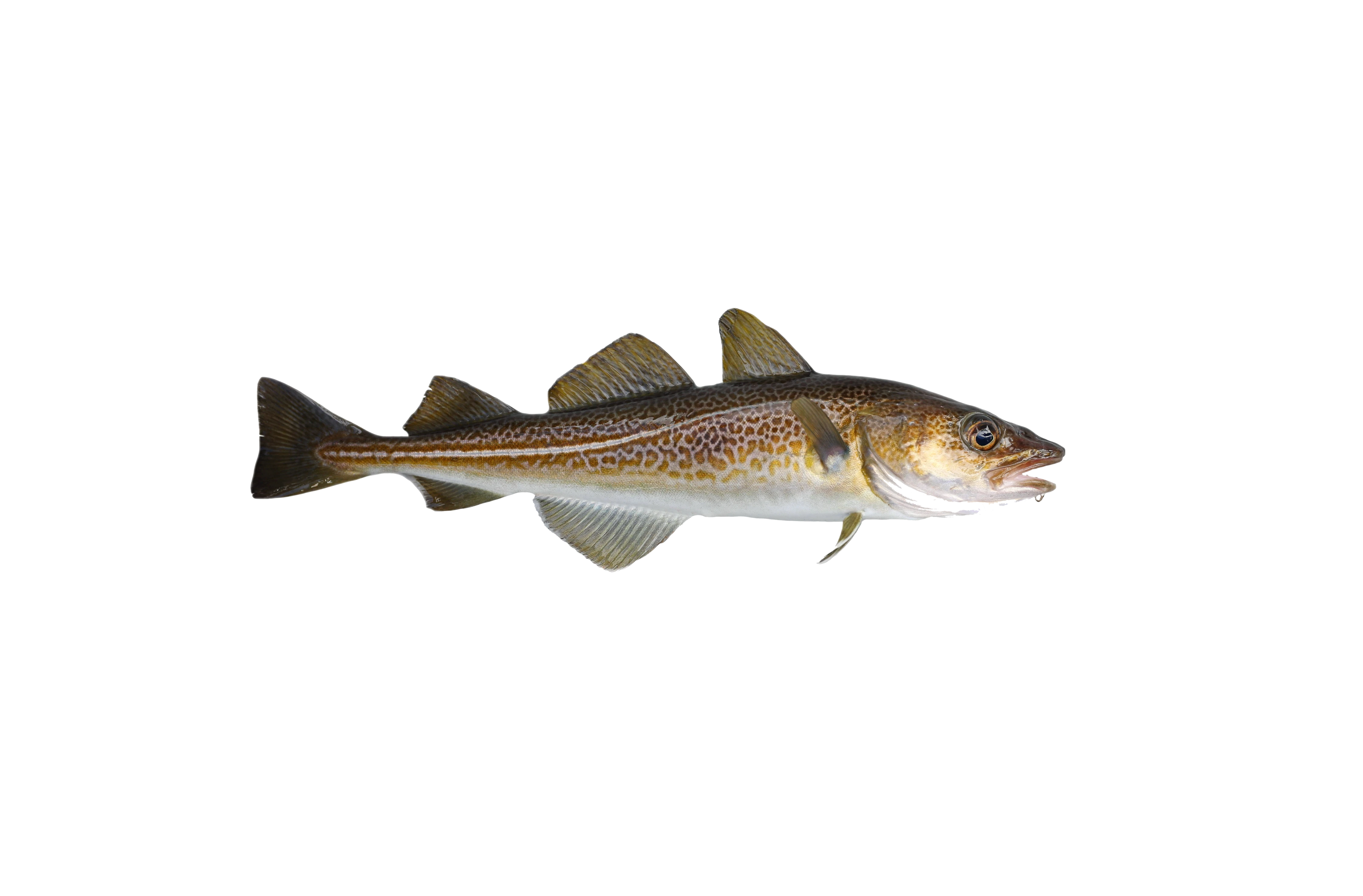 Skrei Skrei