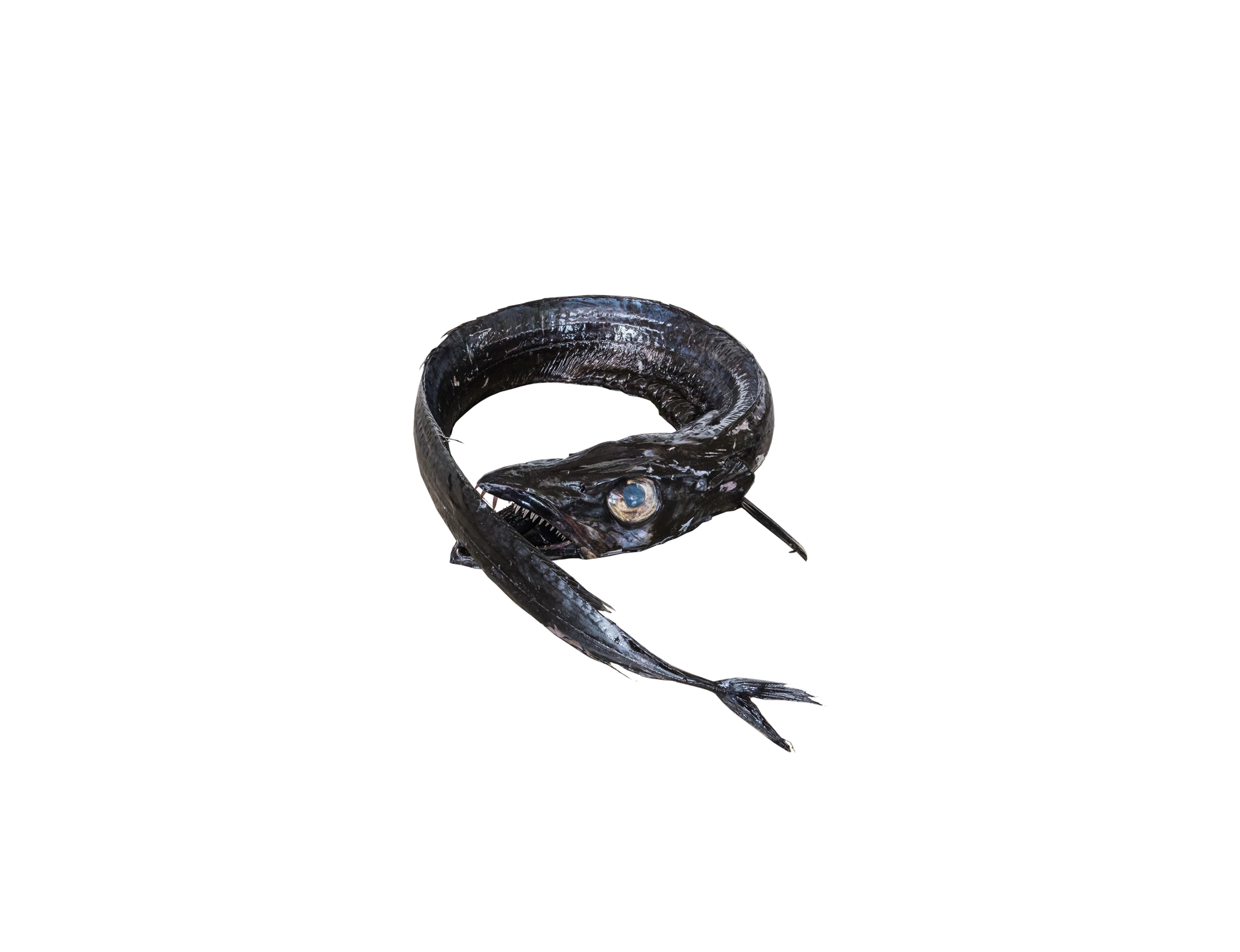 Degenfisch Degenfisch
