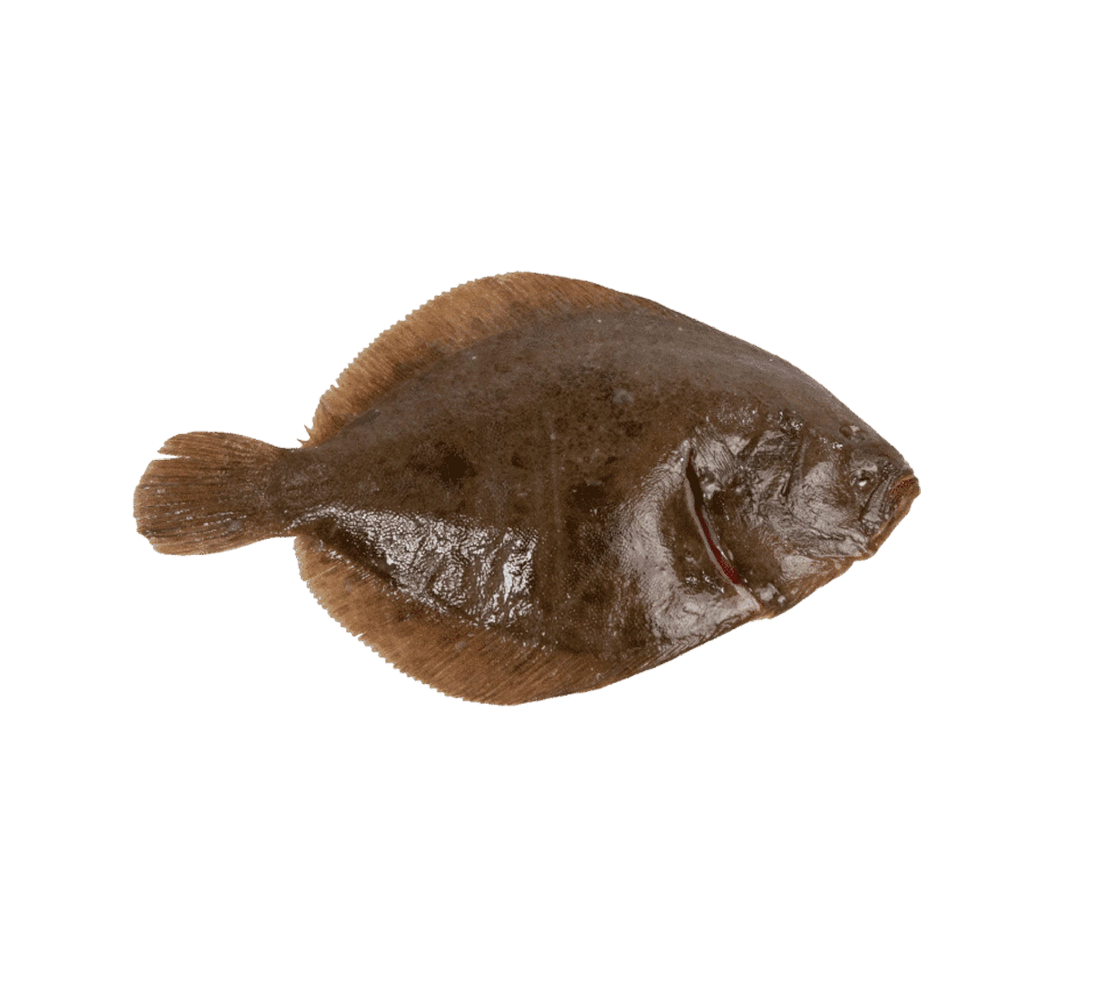Glattbutt Glattbutt