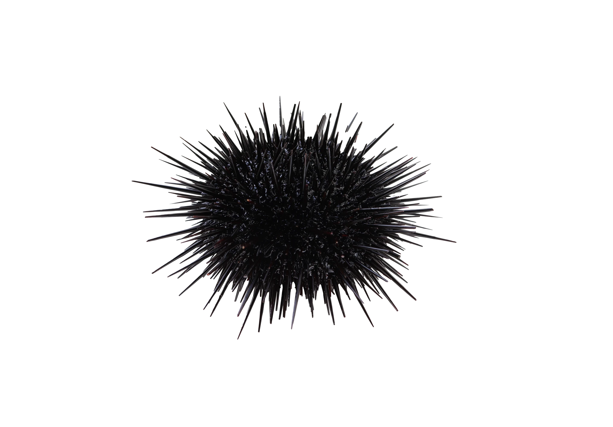 Seeigel Seeigel
