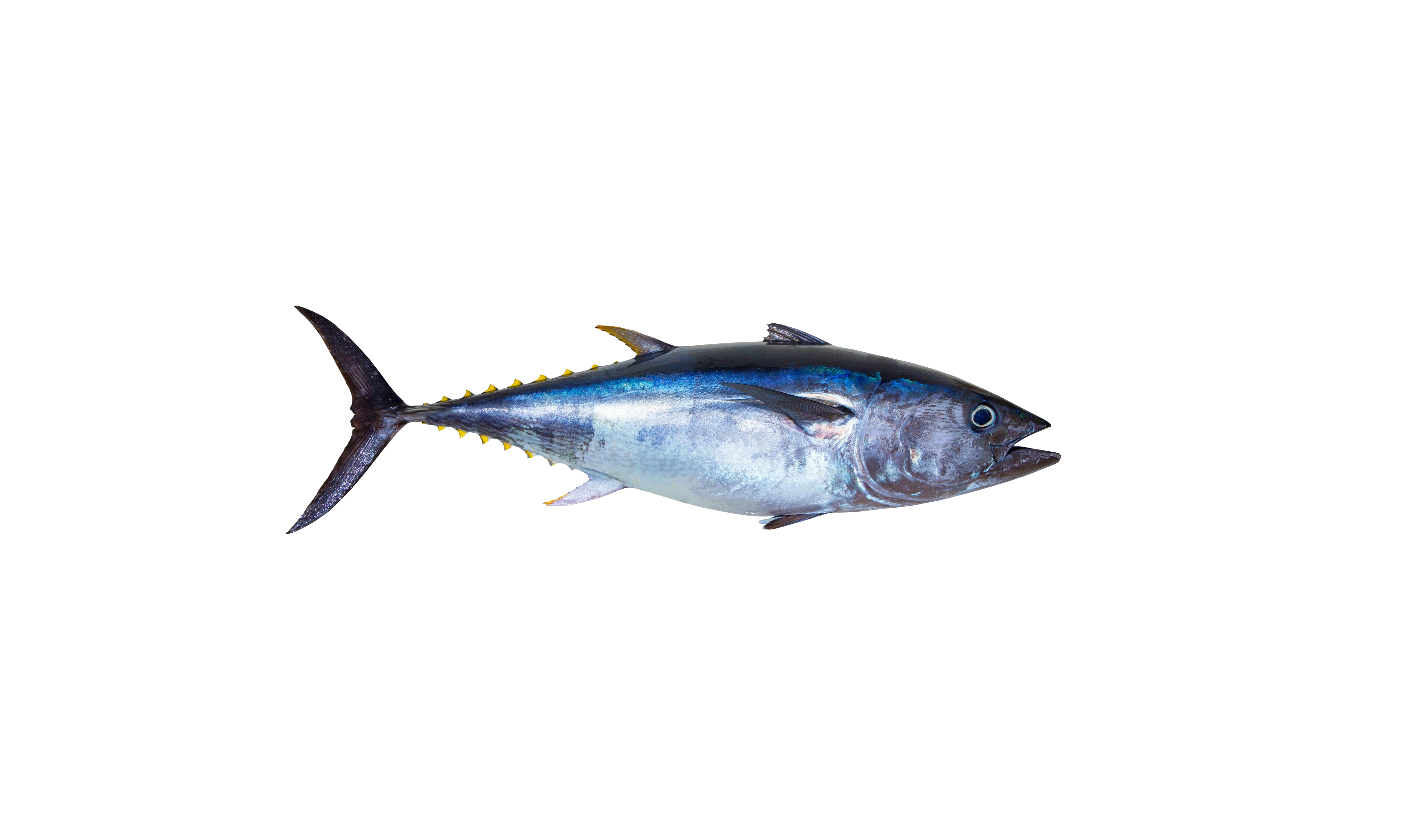 Thunfisch Thunfisch