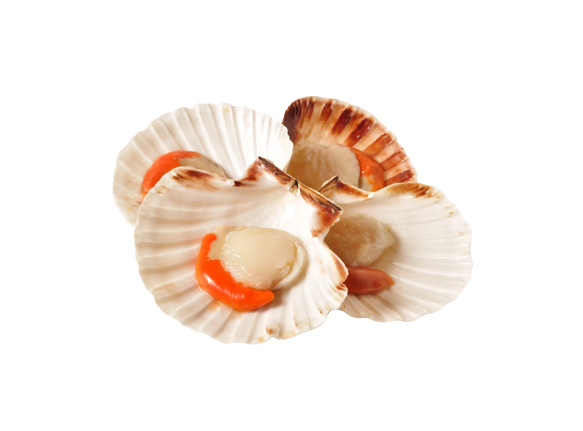 Kammmuschel Kammmuschel