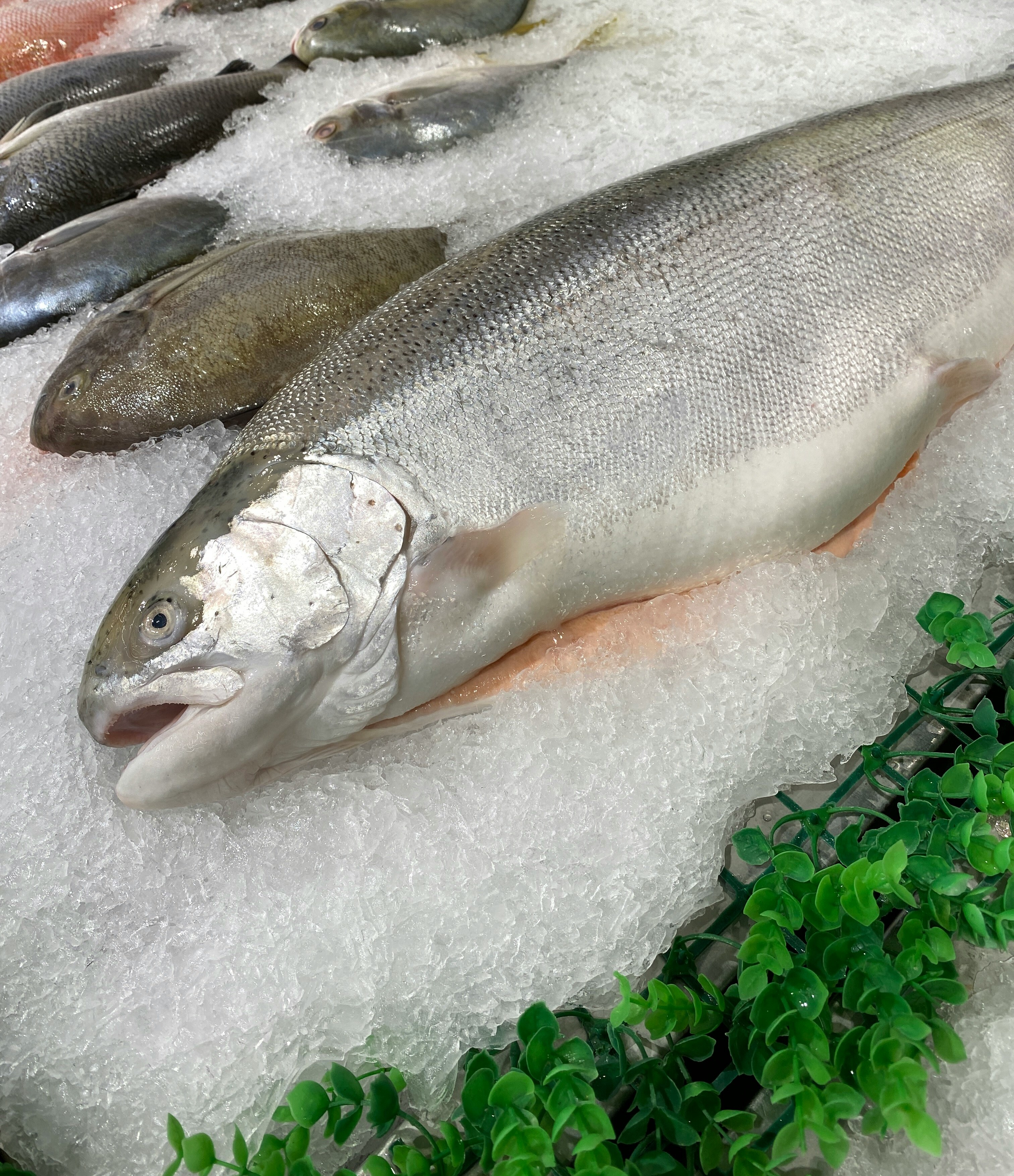 Eine Gruppe von Fischen auf Eis