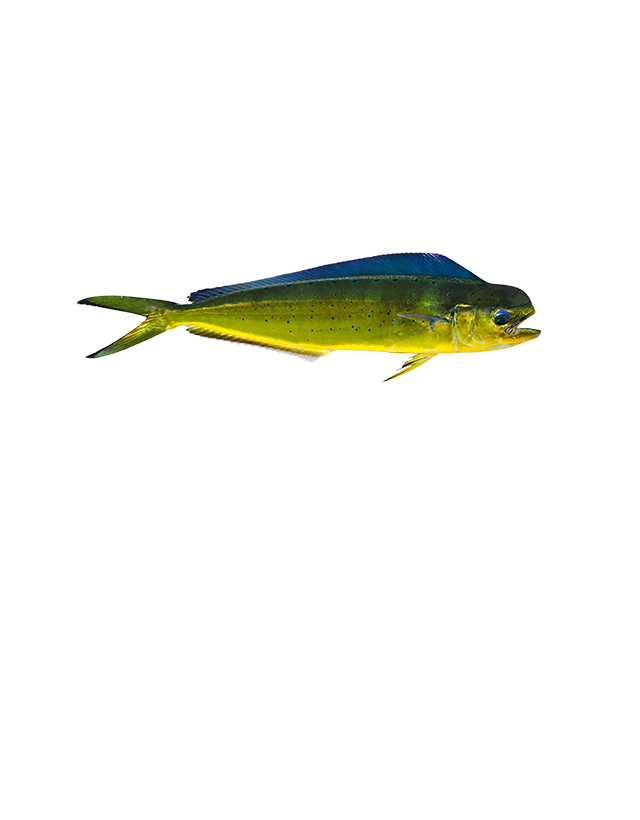 Mahi-Mahi