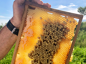 Bienenvölker auf dem Firmengelände