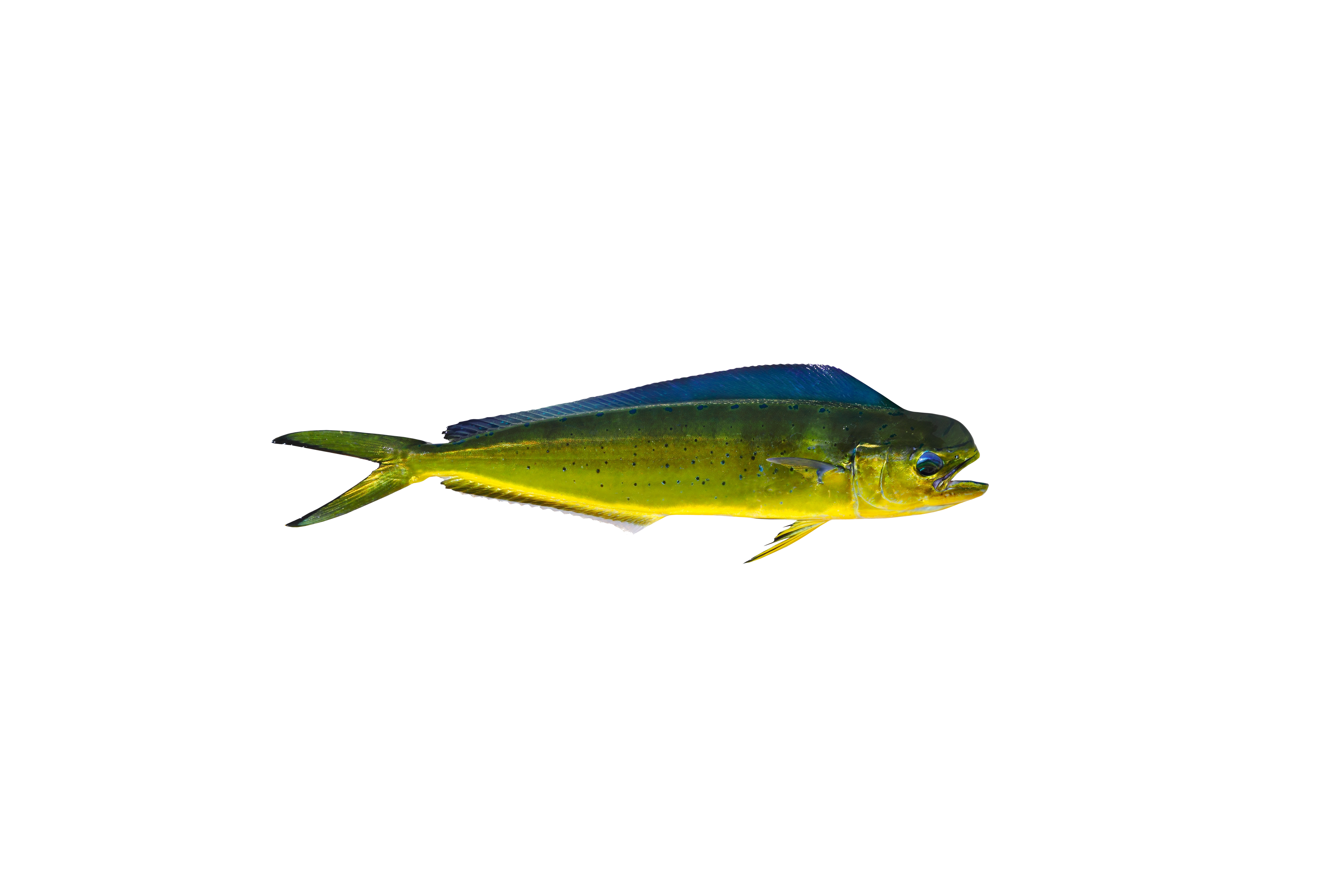 Mahi-Mahi