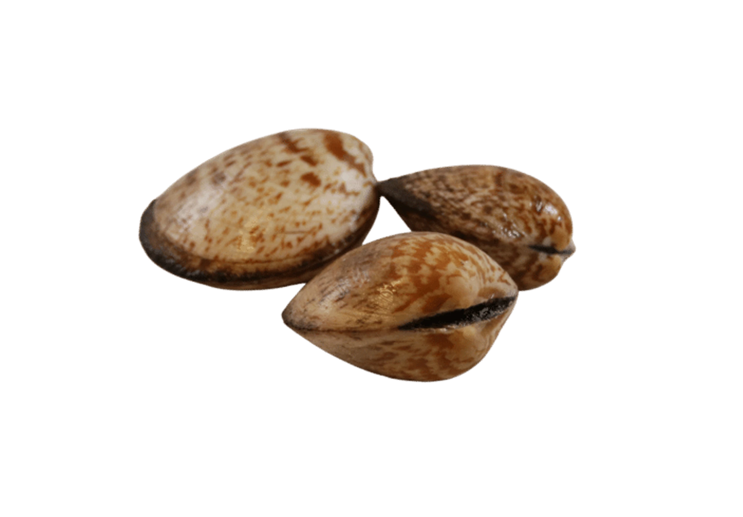 Samtmuschel