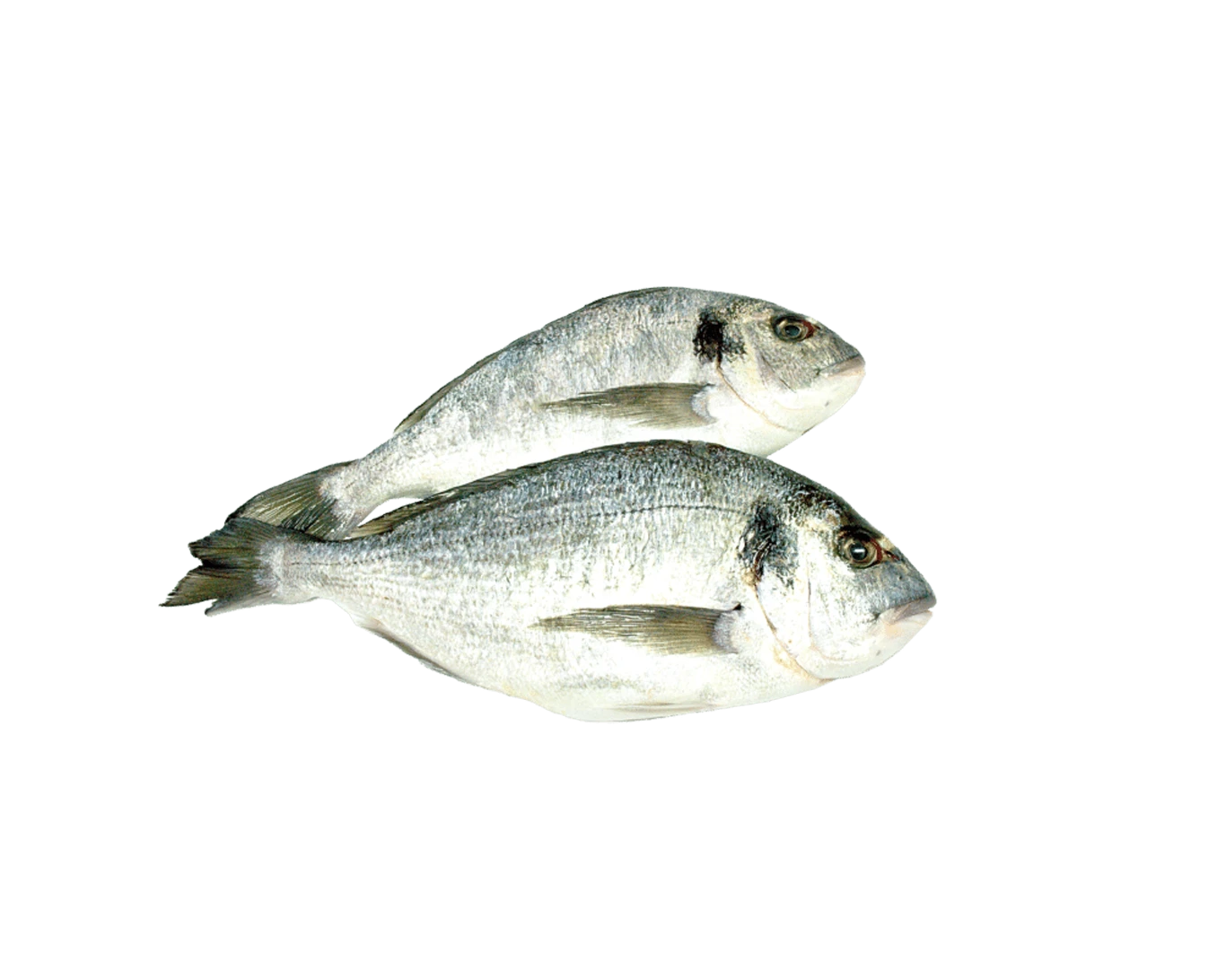 Dorade